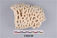 藏品(珊瑚化石)的圖片